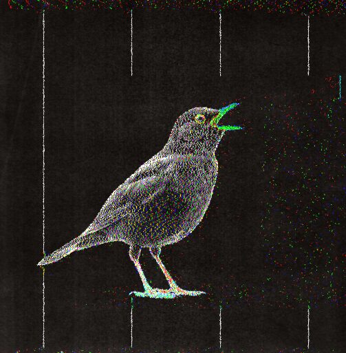 Visualizing Birdsong